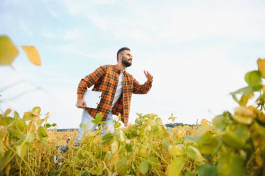 Bir çiftçi tarlada yetişen soya fasulyelerini inceliyor. Tarım.