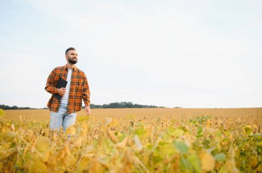 Soya tarlasında tarımcı çiftçi hasattan önce ekinleri kontrol ediyor. Organik gıda üretimi ve yetiştirilmesi.