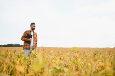 Agronomist tarlada yetişen soya fasulyesi ekinlerini inceliyor. Tarım üretim konsepti. Genç tarımcı yazın tarlada soya fasulyesi mahsulünü inceliyor. Soya tarlasında çiftçi