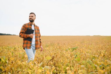 Soya tarlasında tarım yapan çiftçi. Tarım ürünlerinin büyümesini kontrol etmek.