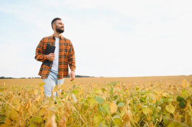 Agronomist tarlada yetişen soya fasulyesi ekinlerini inceliyor. Tarım üretim konsepti. Genç tarımcı yazın tarlada soya fasulyesi mahsulünü inceliyor. Soya tarlasında çiftçi