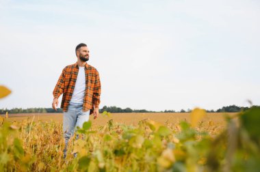 Soya tarlasında tarımcı çiftçi hasattan önce ekinleri kontrol ediyor. Organik gıda üretimi ve yetiştirilmesi.