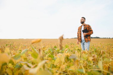 Soya tarlasında çiftçi ya da tarım uzmanı gün batımında mahsulü inceliyor..