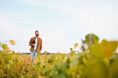 Agronomist tarlada yetişen soya fasulyesi ekinlerini inceliyor. Tarım üretim konsepti. Genç tarımcı yazın tarlada soya fasulyesi mahsulünü inceliyor. Soya tarlasında çiftçi