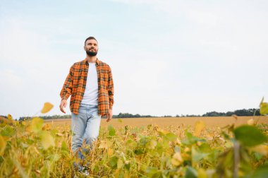 Çiftçi soya tarlasında duran ekinleri izliyor. Toprakları araştıran tarımcı.