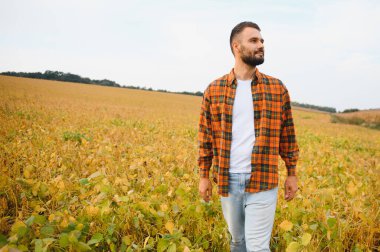 Agronomist tarlada yetişen soya fasulyesi ekinlerini inceliyor. Tarım üretim konsepti. Genç tarımcı yazın tarlada soya fasulyesi mahsulünü inceliyor. Soya tarlasında çiftçi