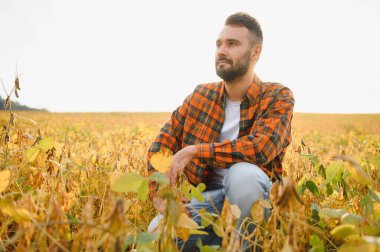 Soya tarlasında tarım yapan çiftçi. Tarım ürünlerinin büyümesini kontrol etmek.