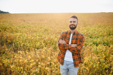 Soya tarlasında çiftçi ya da tarım uzmanı gün batımında mahsulü inceliyor..