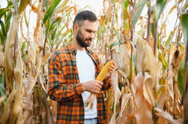 Genç bir çiftçi tarladaki mısır mahsulünü kontrol ediyor. Tarımsal iş kavramı.