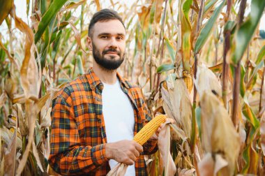 Mısır tarlasında mutlu bir çiftçi ya da tarım uzmanı. Organik tarım ve gıda üretimi.