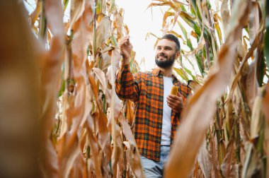 Mısır tarlasında mutlu bir çiftçi ya da tarım uzmanı. Organik tarım ve gıda üretimi.