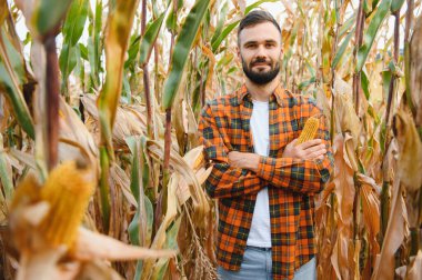 Mısır tarlasında mutlu bir çiftçi ya da tarım uzmanı. Organik tarım ve gıda üretimi.