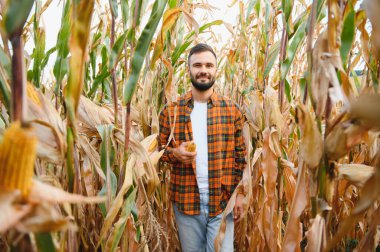 Genç bir çiftçi tarladaki mısır mahsulünü kontrol ediyor. Tarımsal iş kavramı.