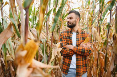 Genç bir çiftçi tarladaki mısır mahsulünü kontrol ediyor. Tarımsal iş kavramı.