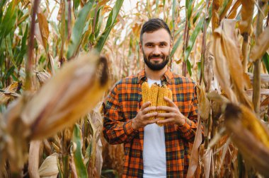 Genç bir çiftçi tarladaki mısır mahsulünü kontrol ediyor. Tarımsal iş kavramı.