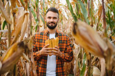 Genç bir tarım uzmanı tarım arazisindeki mısır hasadının kalitesini denetliyor..