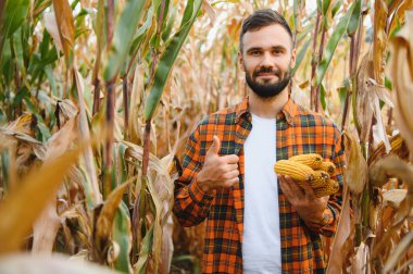 Genç bir çiftçi tarladaki mısır mahsulünü kontrol ediyor. Tarımsal iş kavramı.