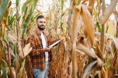 Genç bir çiftçi tarladaki mısır mahsulünü kontrol ediyor. Tarımsal iş kavramı.