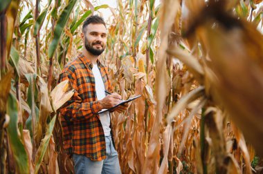 Bir adam mısır tarlasını teftiş ediyor ve zararlıları arıyor. Başarılı çiftçi ve tarım sektörü.