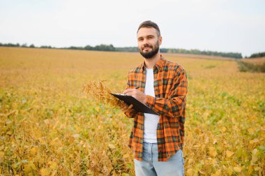 Soya tarlasında tarımcı çiftçi hasattan önce ekinleri kontrol ediyor. Organik gıda üretimi ve yetiştirilmesi.