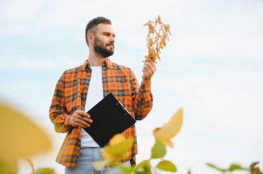 Çiftçi soya tarlasında duran ekinleri izliyor. Toprakları araştıran tarımcı.