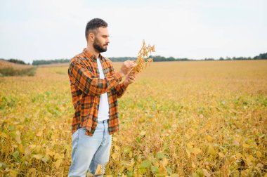 Agronomist tarlada yetişen soya fasulyesi ekinlerini inceliyor. Tarım üretim konsepti. Genç tarımcı yazın tarlada soya fasulyesi mahsulünü inceliyor. Soya tarlasında çiftçi