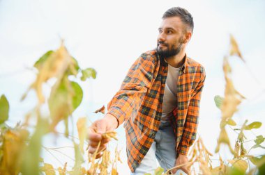 Soya tarlasında tarımcı çiftçi hasattan önce ekinleri kontrol ediyor. Organik gıda üretimi ve yetiştirilmesi.