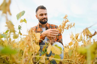 Agronomist tarlada yetişen soya fasulyesi ekinlerini inceliyor. Tarım üretim konsepti. Genç tarımcı yazın tarlada soya fasulyesi mahsulünü inceliyor. Soya tarlasında çiftçi