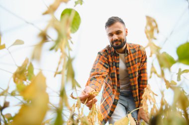 Soya tarlasında çalışan çiftçi..