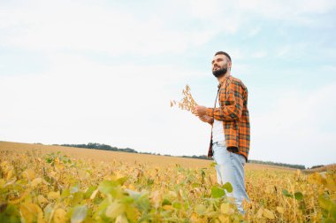 Agronomist tarlada yetişen soya fasulyesi ekinlerini inceliyor. Tarım üretim konsepti. Genç tarımcı yazın tarlada soya fasulyesi mahsulünü inceliyor. Soya tarlasında çiftçi