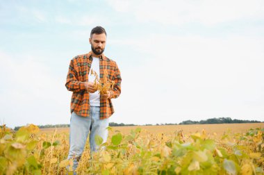 Soya tarlasında tarım yapan çiftçi. Tarım ürünlerinin büyümesini kontrol etmek.