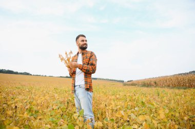 Soya tarlasında tarımcı çiftçi hasattan önce ekinleri kontrol ediyor. Organik gıda üretimi ve yetiştirilmesi.