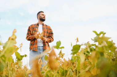 Agronomist tarlada yetişen soya fasulyesi ekinlerini inceliyor. Tarım üretim konsepti. Genç tarımcı yazın tarlada soya fasulyesi mahsulünü inceliyor. Soya tarlasında çiftçi