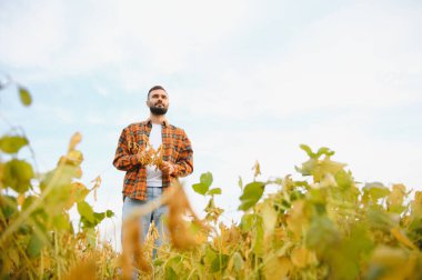 Soya tarlasında tarım yapan çiftçi. Tarım ürünlerinin büyümesini kontrol etmek.
