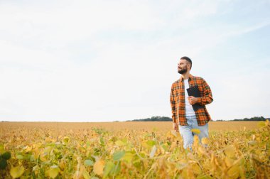 Soya tarlasında tarım yapan çiftçi. Tarım ürünlerinin büyümesini kontrol etmek.