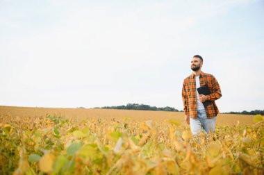 Çiftçi soya tarlasında duran ekinleri izliyor. Toprakları araştıran tarımcı.