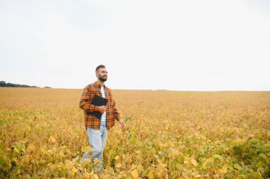 Soya tarlasında tarımcı çiftçi hasattan önce ekinleri kontrol ediyor. Organik gıda üretimi ve yetiştirilmesi.