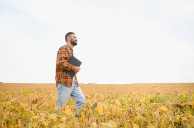 Agronomist tarlada yetişen soya fasulyesi ekinlerini inceliyor. Tarım üretim konsepti. Genç tarımcı yazın tarlada soya fasulyesi mahsulünü inceliyor. Soya tarlasında çiftçi