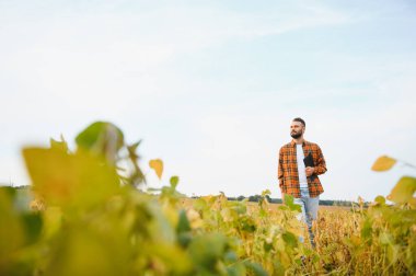 Agronomist tarlada yetişen soya fasulyesi ekinlerini inceliyor. Tarım üretim konsepti. Genç tarımcı yazın tarlada soya fasulyesi mahsulünü inceliyor. Soya tarlasında çiftçi