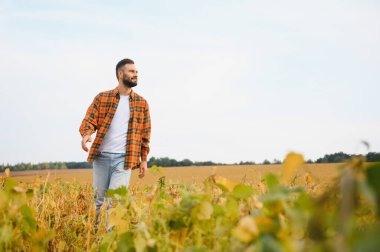 Çiftçi soya tarlasında duran ekinleri izliyor. Toprakları araştıran tarımcı.
