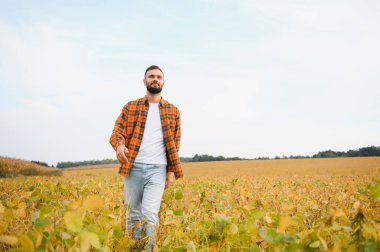 Soya tarlasında tarımcı çiftçi hasattan önce ekinleri kontrol ediyor. Organik gıda üretimi ve yetiştirilmesi.