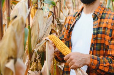 Genç bir tarım uzmanı tarım arazisindeki mısır hasadının kalitesini denetliyor..