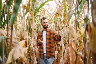 Mısır tarlasında mutlu bir çiftçi ya da tarım uzmanı. Organik tarım ve gıda üretimi.
