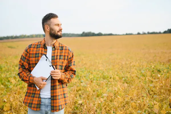 Agronomist tarlada yetişen soya fasulyesi ekinlerini inceliyor. Tarım üretim konsepti. Genç tarımcı yazın tarlada soya fasulyesi mahsulünü inceliyor. Soya tarlasında çiftçi