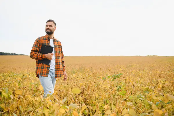 Soya tarlasında tarım yapan çiftçi. Tarım ürünlerinin büyümesini kontrol etmek.