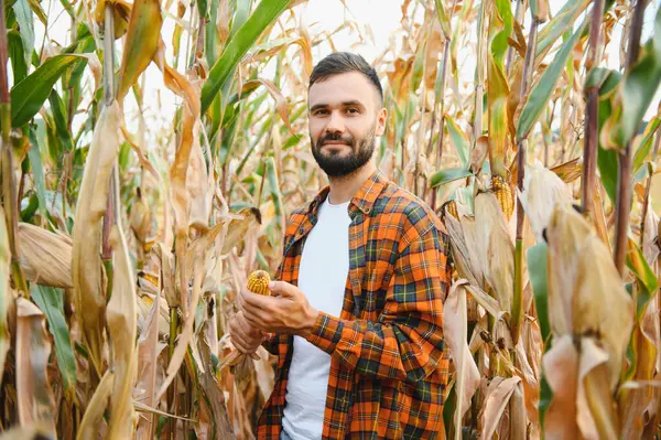 Genç bir çiftçi tarladaki mısır mahsulünü kontrol ediyor. Tarımsal iş kavramı.