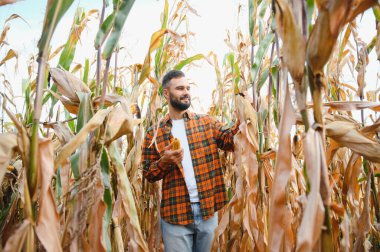 Mısır tarlasında mutlu bir çiftçi ya da tarım uzmanı. Organik tarım ve gıda üretimi.
