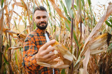 Mısır tarlasında genç ve yakışıklı tarım uzmanı hasat etmeden önce ekinleri inceliyor. Tarım sektörü konsepti. tarımsal