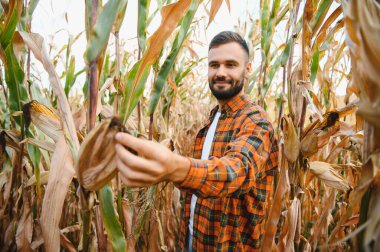 Mısır tarlasında mutlu bir çiftçi ya da tarım uzmanı. Organik tarım ve gıda üretimi.
