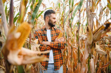 Mısır tarlasında mutlu bir çiftçi ya da tarım uzmanı. Organik tarım ve gıda üretimi.